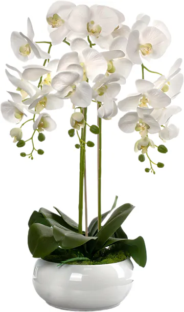 Orchidea Big di Prima Scelta varietà (phalaenopsis) in Elegante Confezione a Tono. Esprime Purezza, Felicità, Amore e Affetto. Sempre un'ottima scelta in ogni Occasione