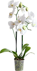 Orchidea di Prima Scelta, Facile da Curare, in Elegante Confezione. Perfetta per un Regalo in Ogni Occasione